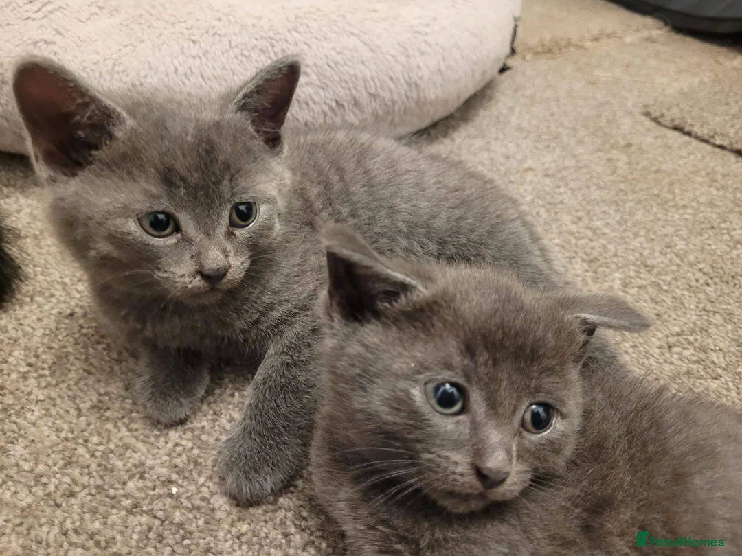 Russian Blue cats for sale: Pair of Beautiful Russian Blue Kittens - Advert 1