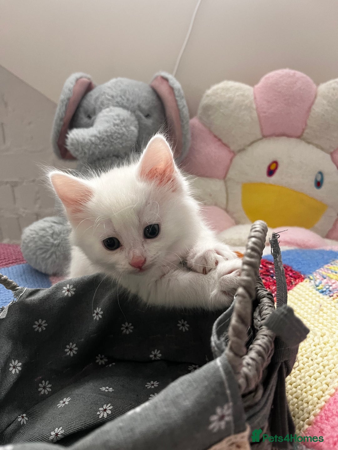 Turkish Angora cats for sale: Turkish Angora Longhair kittens - Advert 11