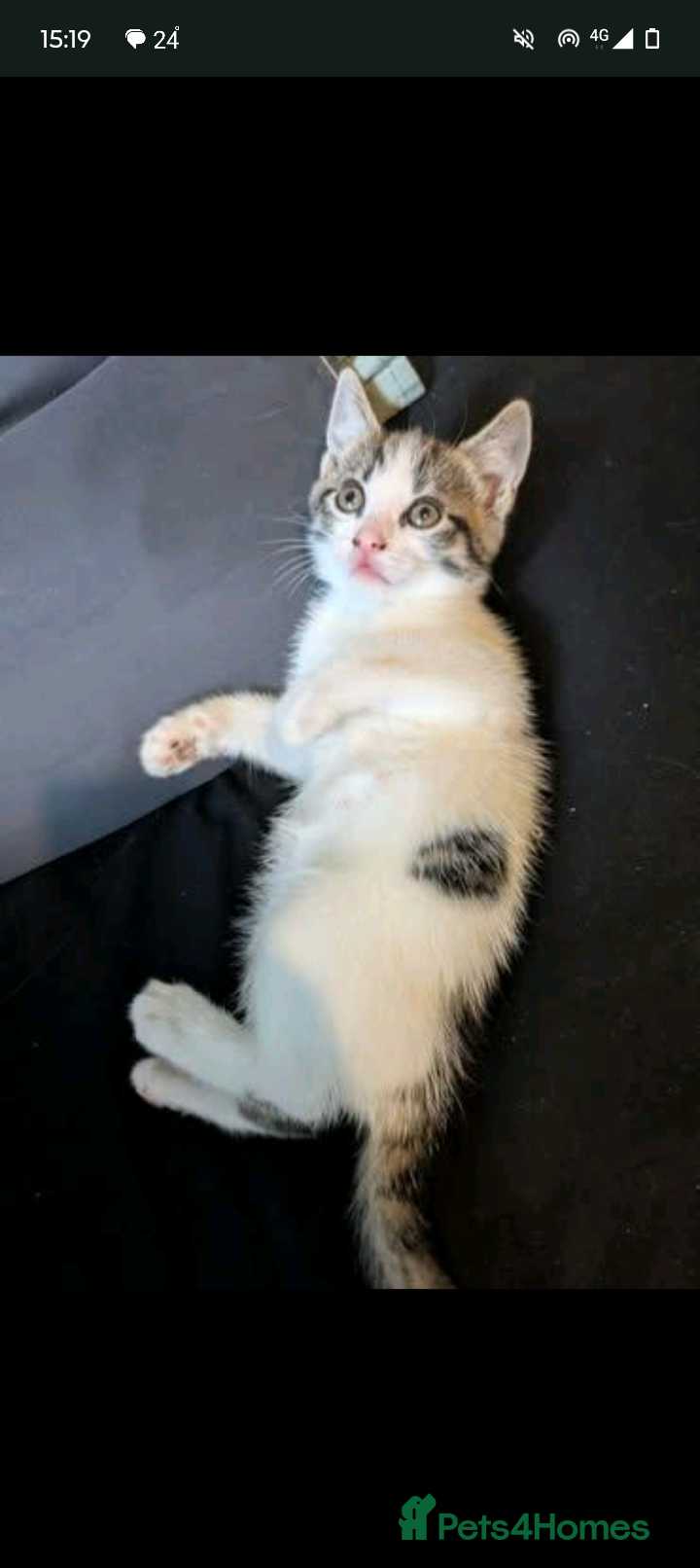 Maine Coon cats Little Boy - Advert 1
