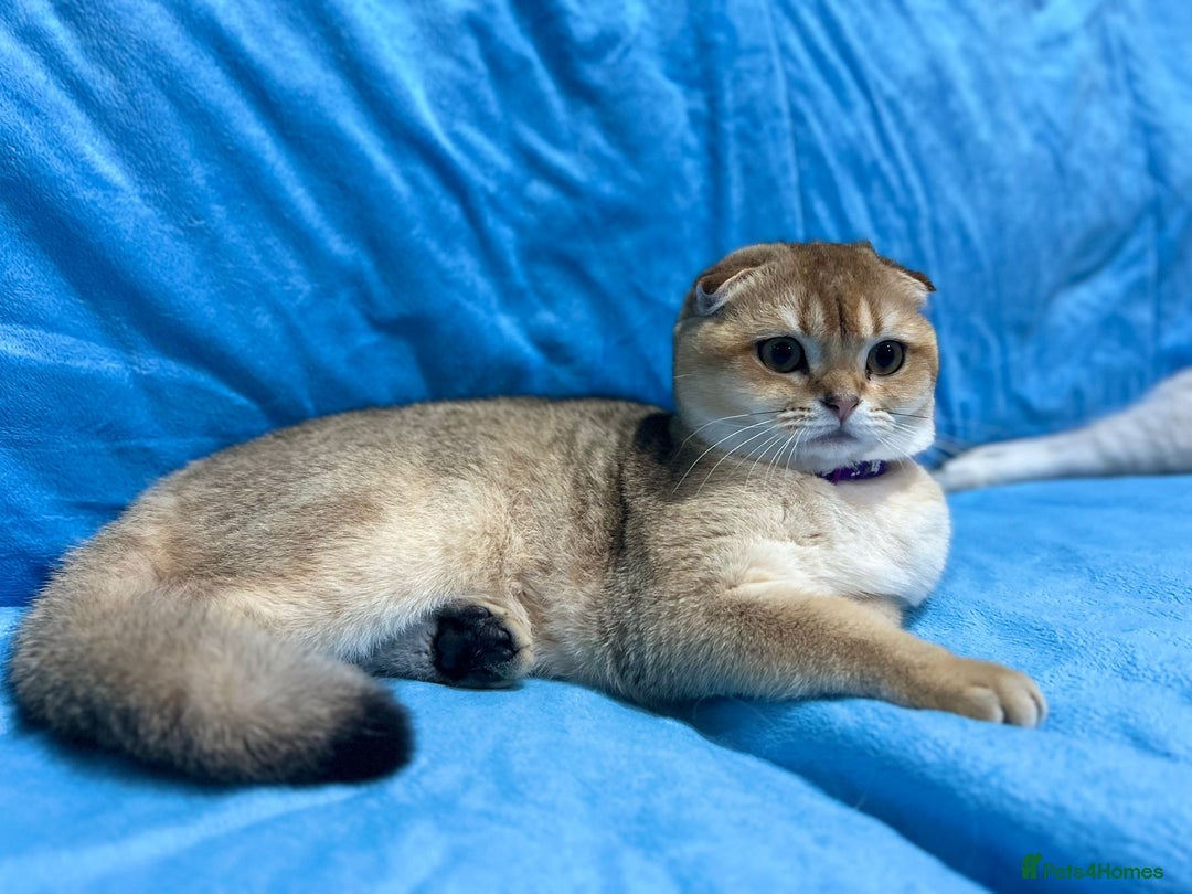 Scottish Fold cats for sale: Scottish Fold Kittens  - Advert 3