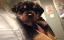 Rottweiler dogs for sale: Rottweiler puppies  - Image 31