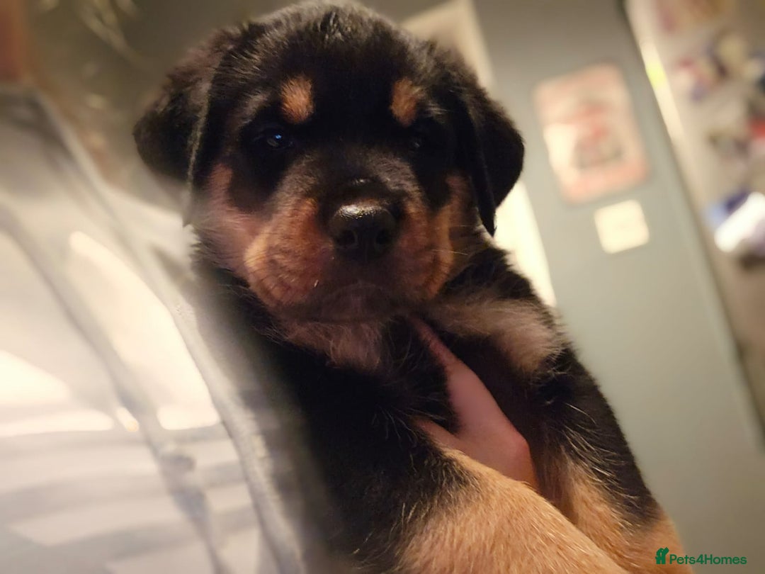 Rottweiler dogs for sale: Rottweiler puppies  - Image 31
