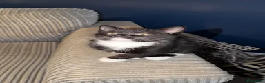 Domestic Shorthair 1