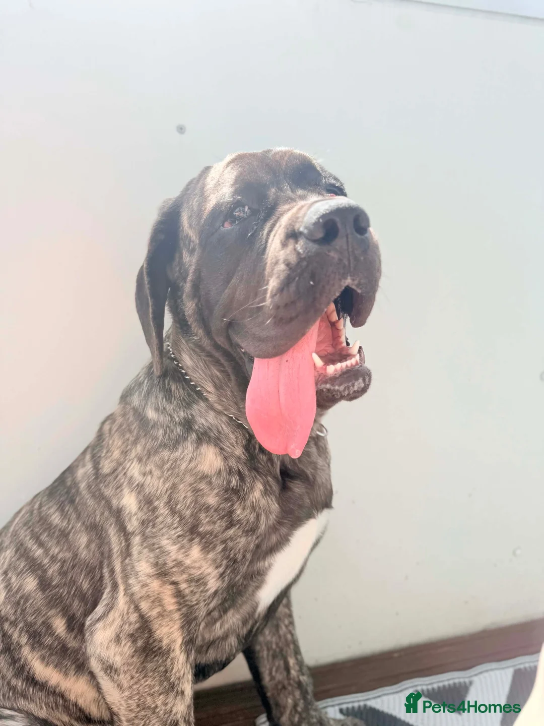 Mastiff dogs for sale: English mastiff - Advert 6