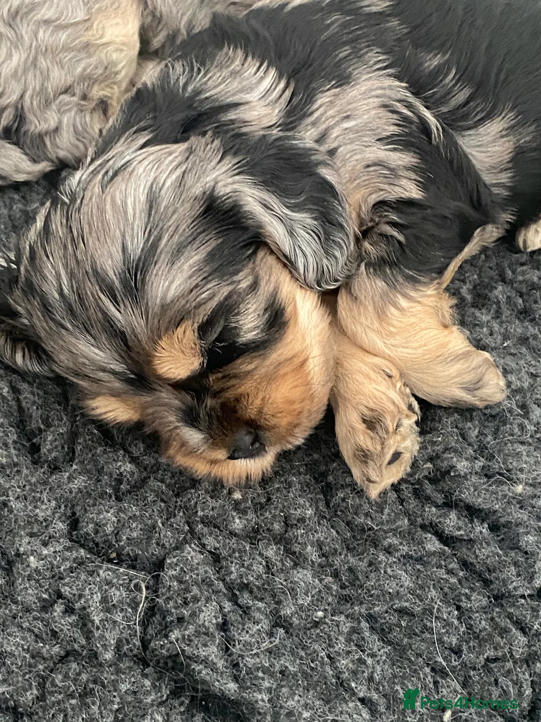 Cockapoo dogs for stud: Unique f3 American cockapoo stud  in Aberdeen - Advert 17