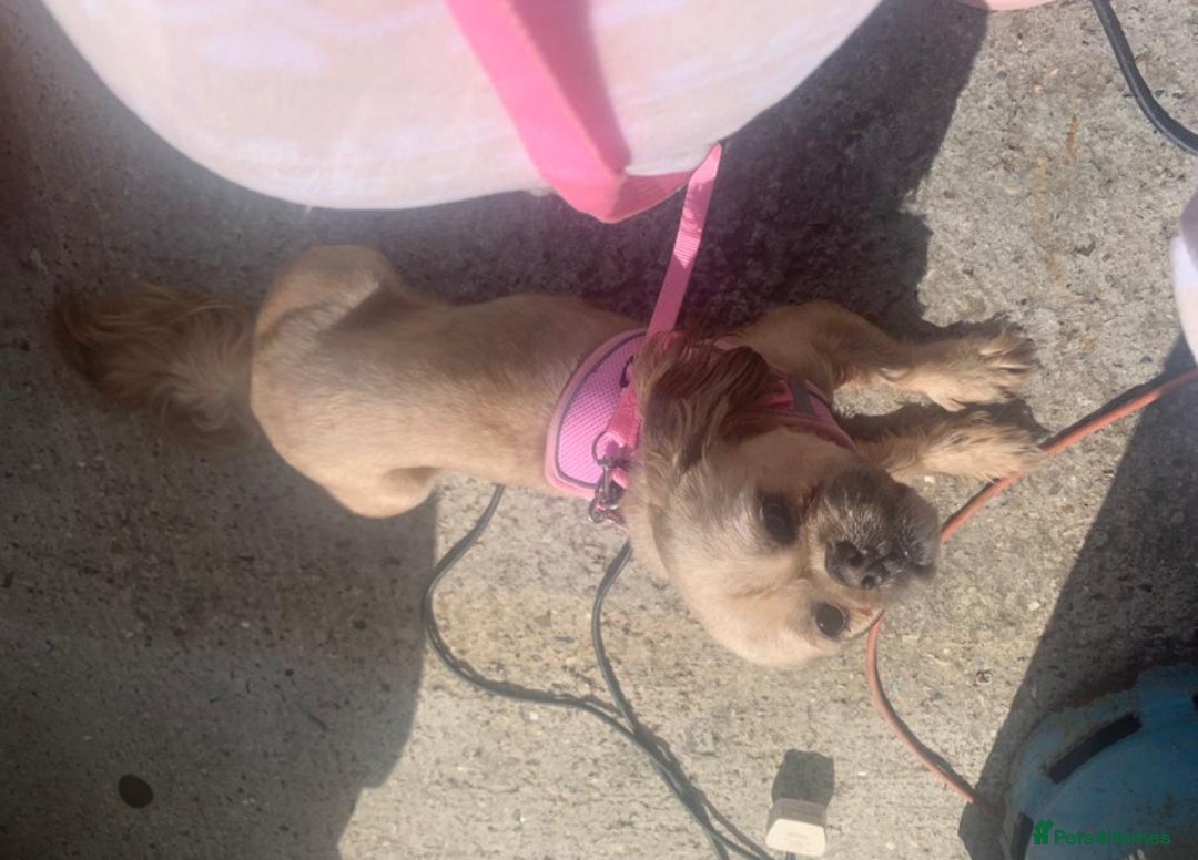 Mixed Breed dogs for sale: 1 Beautiful Shih Tzu x - Advert 4