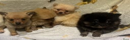 Pomchi dogs for sale: Pomeranian puppy's  - Advert 13