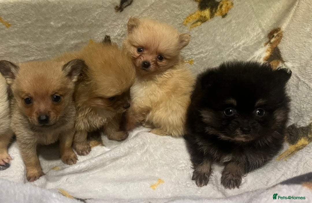 Pomchi dogs for sale: Pomeranian puppy's  - Advert 13