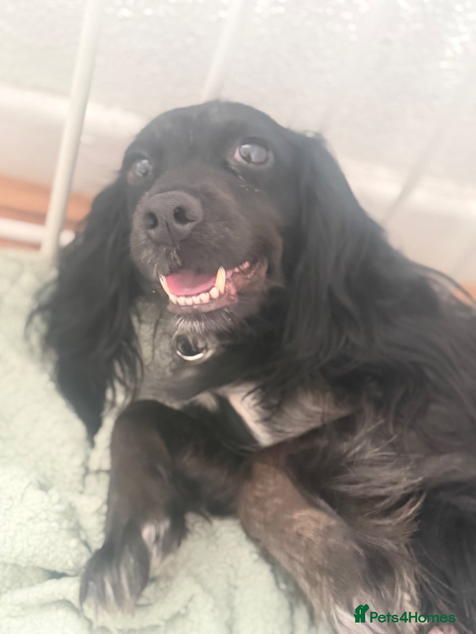 Cockapoo dogs Cockapoo puppies  - Advert 1