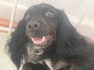 Cockapoo dogs Cockapoo puppies - Advert 4