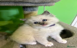 Ragdoll cats for stud: My beautiful PROVEN ragdoll for stud  in Cheltenham - Image 10