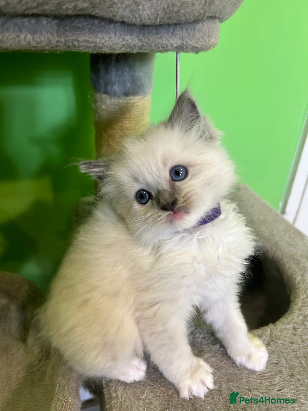 Ragdoll cats for stud: My beautiful PROVEN ragdoll for stud  in Cheltenham - Advert 10