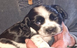 Cockalier dogs for sale: Stunning girls. DNA health tested parents  - Image 11