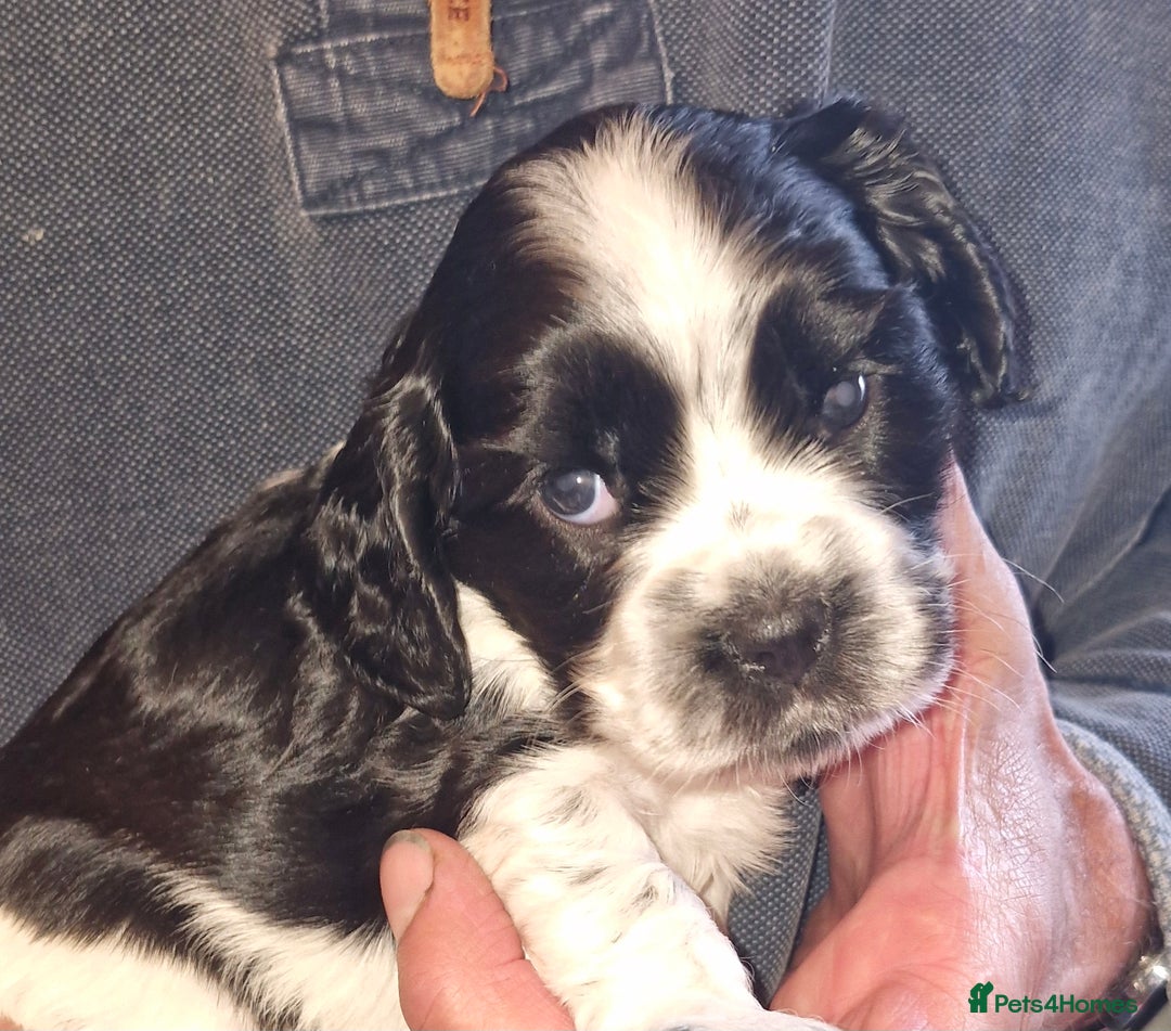 Cockalier dogs for sale: Stunning girls. DNA health tested parents  - Image 11