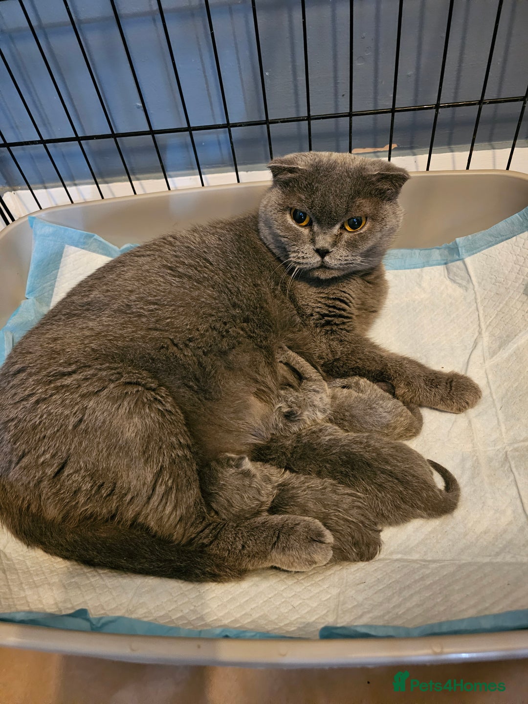 Scottish Fold cats for sale: Scottish fold and straight ears kittens for sale.  - Image 15