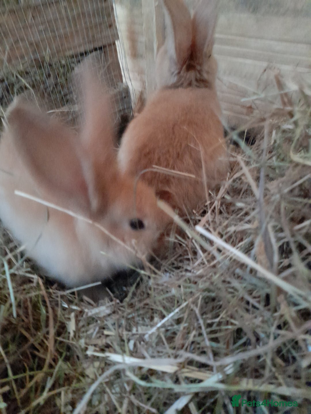 Continental Giant rabbits for sale: Beautiful Pure Continental Giant Babies - Advert 20