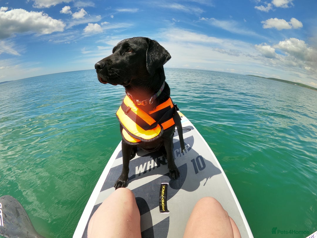 Mixed Breed dogs for sale: Labrador cross with Siberian husky  - Advert 6