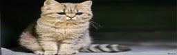 British Shorthair cats for sale: Pure Breed British Shorthair Tabby Female Kitten - Advert 5