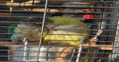 Conures birds - Advert 10