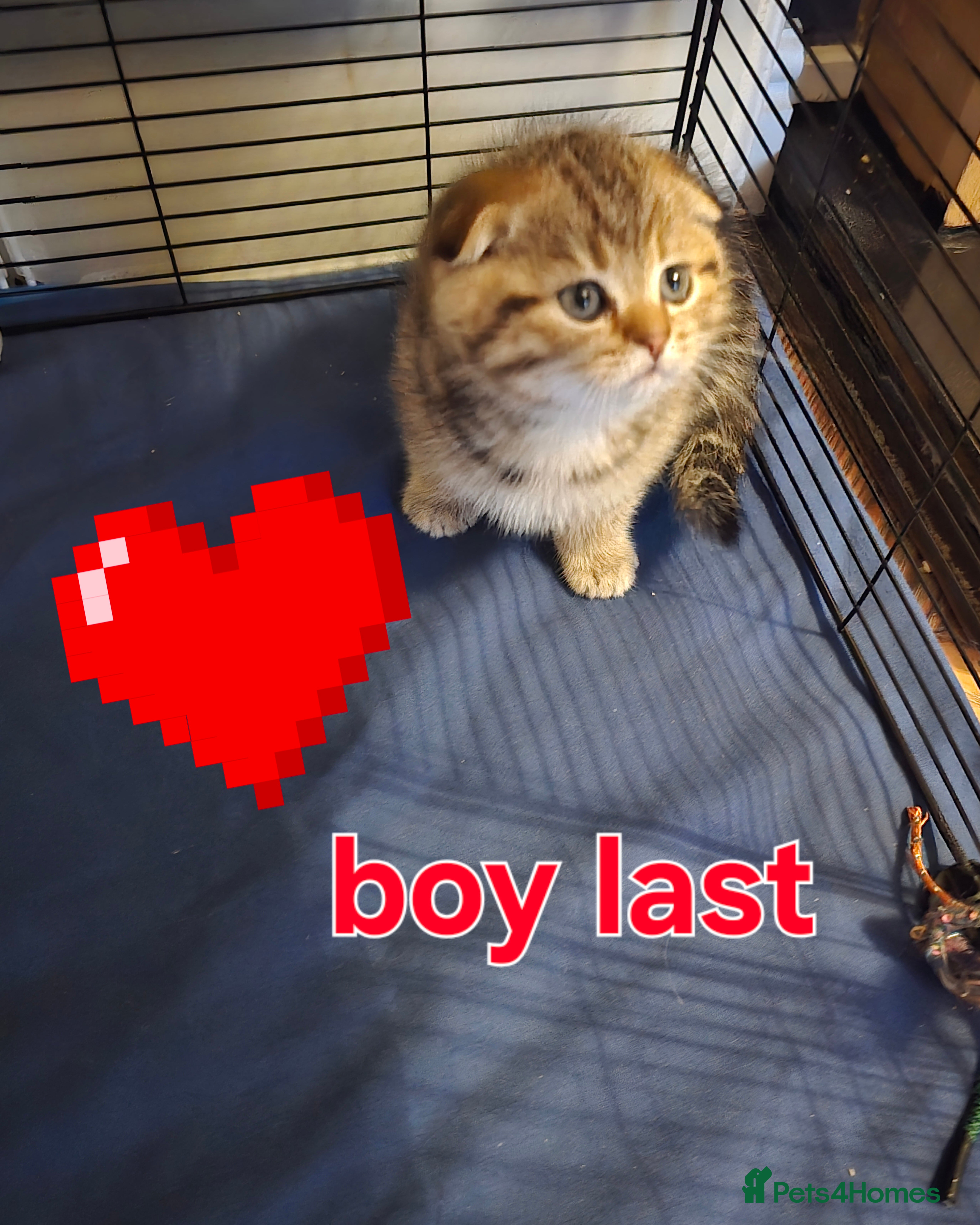 British Shorthair cats  😘 LAST BOY kittens with rare colouring🥰 - Advert 13