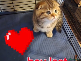 British Shorthair cats 😘 LAST BOY kittens with rare colouring🥰 - Advert 2