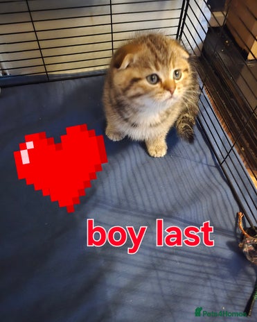 British Shorthair cats 🥰LAST BOY and GIRL kittens with rare colouring🥰 - Advert 2