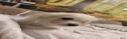 Maltese dogs for sale: New warm home's  in Plymouth - Advert 8