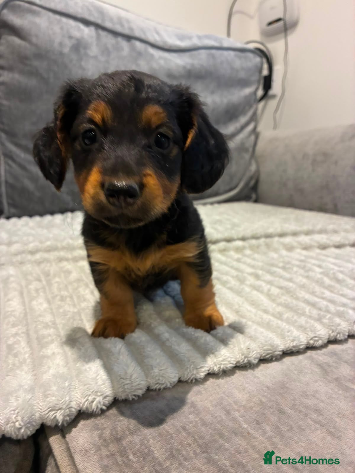 Dachshund dogs KC REG long haired miniature dachshund - Advert 2