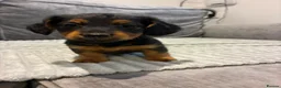 Dachshund dogs for sale: KC REG long haired miniature dachshund - Advert 22