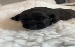 Patterdale Terrier dogs for sale: 6 Gorgeous Patterdale pups - Image 8