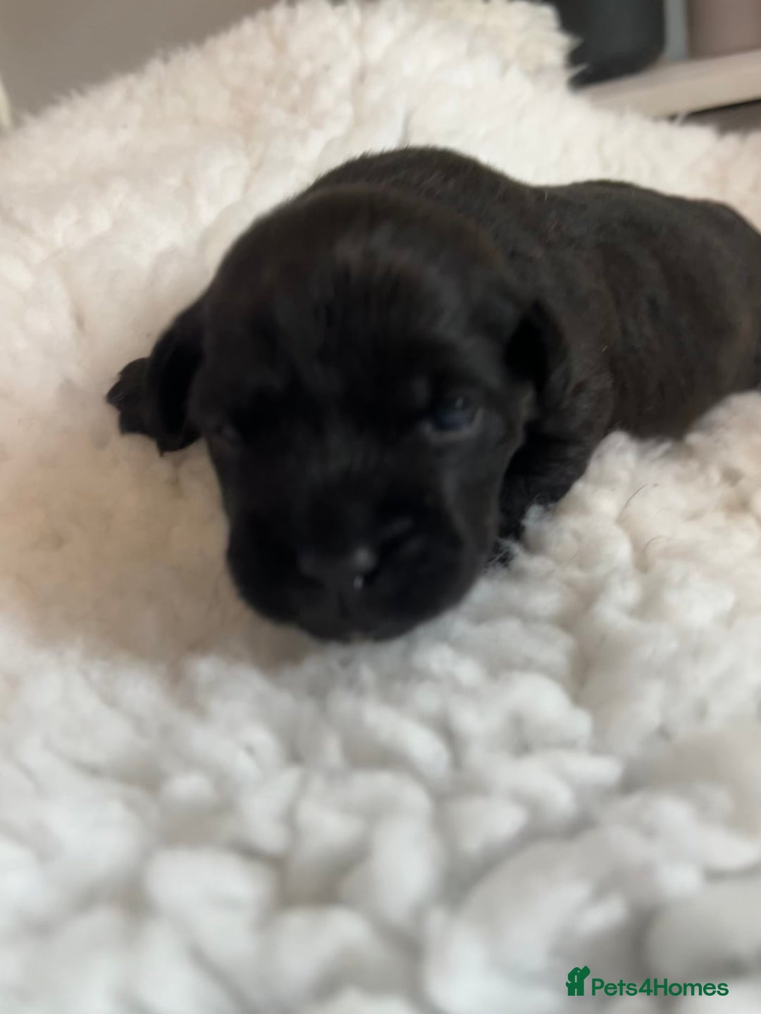 Patterdale Terrier dogs for sale: 6 Gorgeous Patterdale pups - Image 8