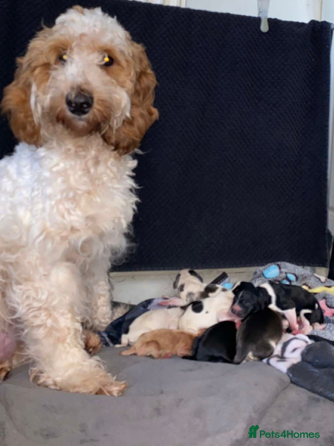 Cockapoo dogs for sale: BEAUTIFUL F2 COCKAPOO PUPPIES - 4 BOYS AND 4 GIRLS - Advert 2