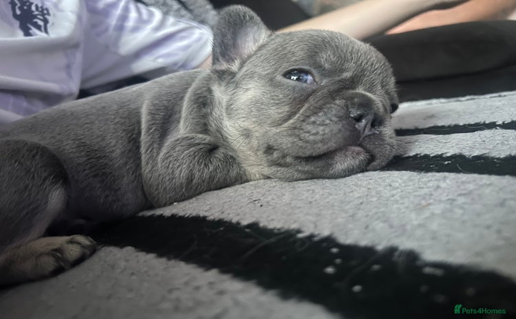 French Bulldog dogs - Advert 3