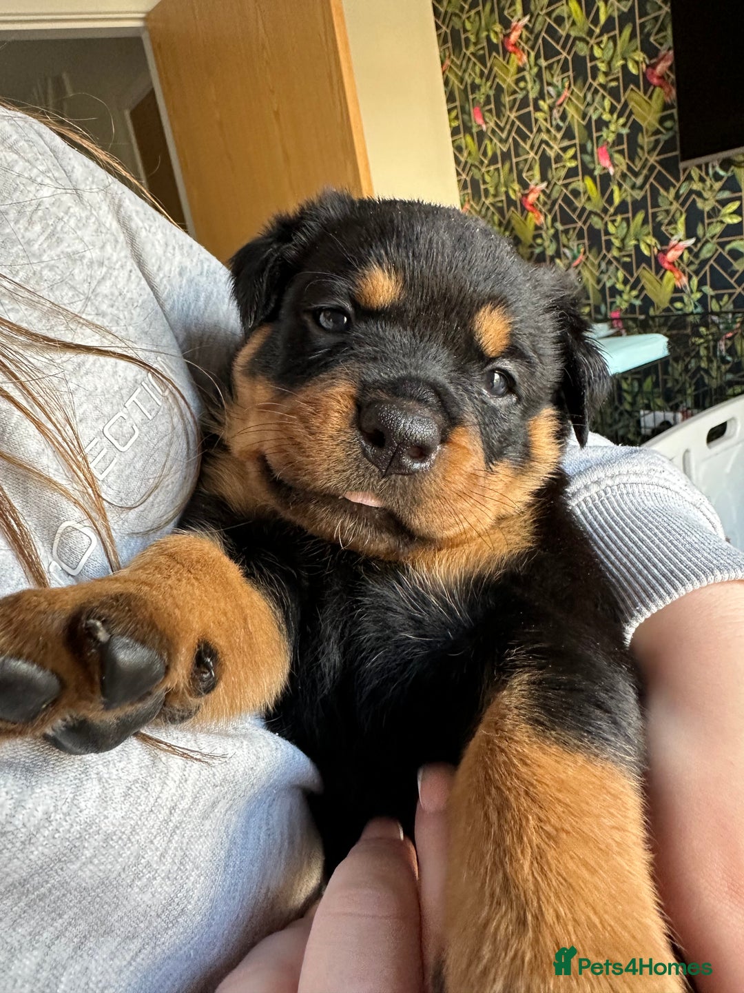 Rottweiler Puppy Tail Cute Black And Tan Rottweiler Puppy Posing