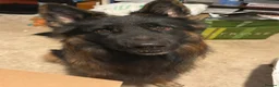German Shepherd dogs for stud: Longhair German Shepparf for stud in Baldock - Advert 6