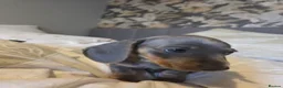 Miniature Dachshund dogs for sale: Miniature Dachshund puppies  - Advert 23