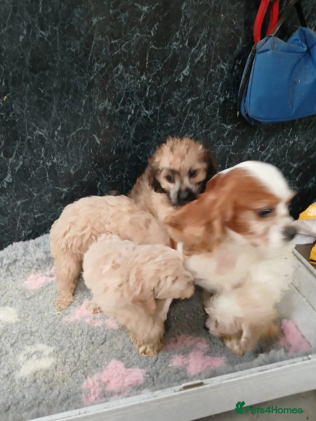 Cavapoo dogs for sale: Beautiful cavapoo pups for sale - Advert 1