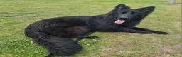 German Shepherd dogs for sale: Top Quality KC Black Long Hair German Shepherd  - Advert 20