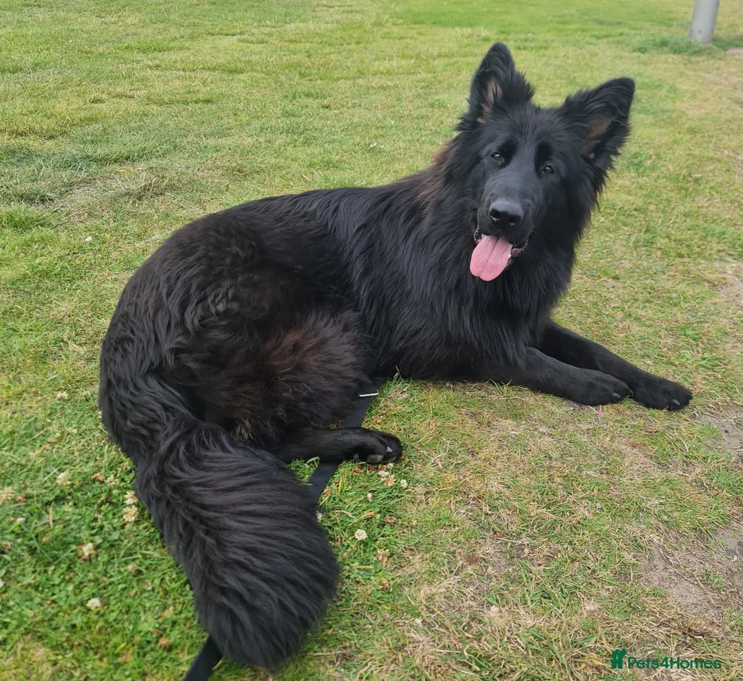 German Shepherd dogs for sale: Top Quality KC Black Long Hair German Shepherd  - Advert 20