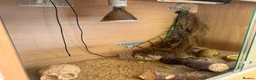 Leopard Gecko reptiles for sale: Leopard Gecko for sale in Wallingford - Advert 6