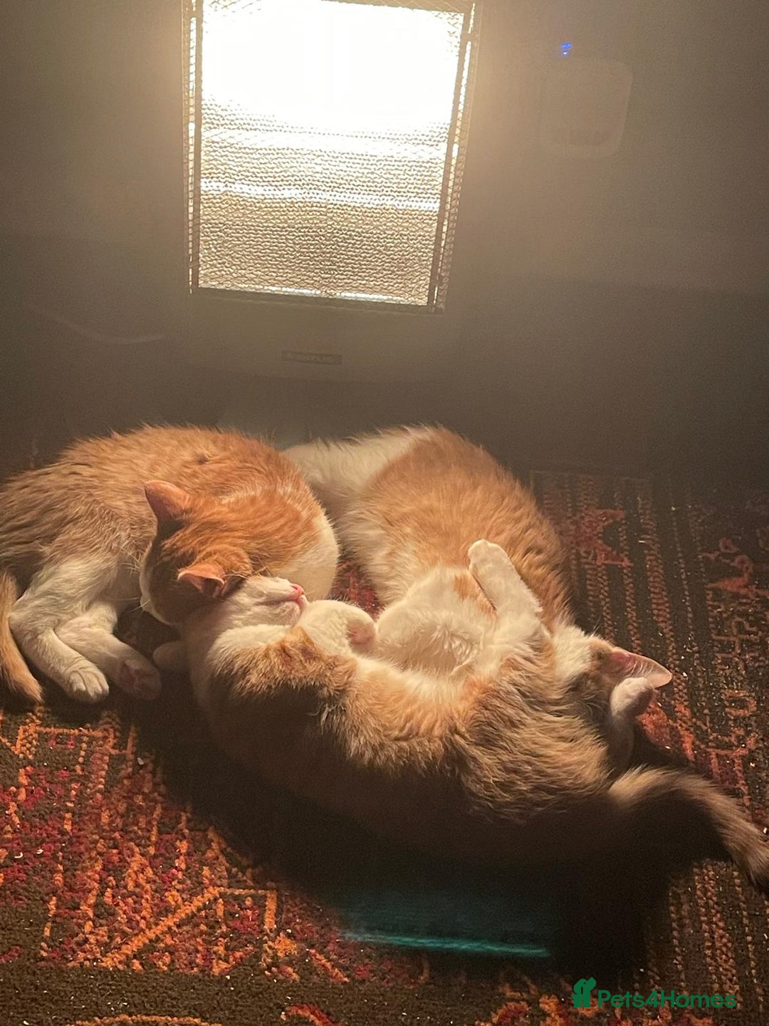 Mixed Breed cats for sale: Ready Now, 3 Loving, Playful Ginger Kittens - Advert 8