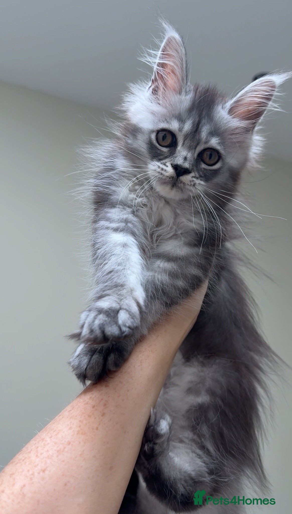 Maine Coon cats 💗RARE💗Imported lines, exceptional MC kittens😻⭐️ - Advert 2