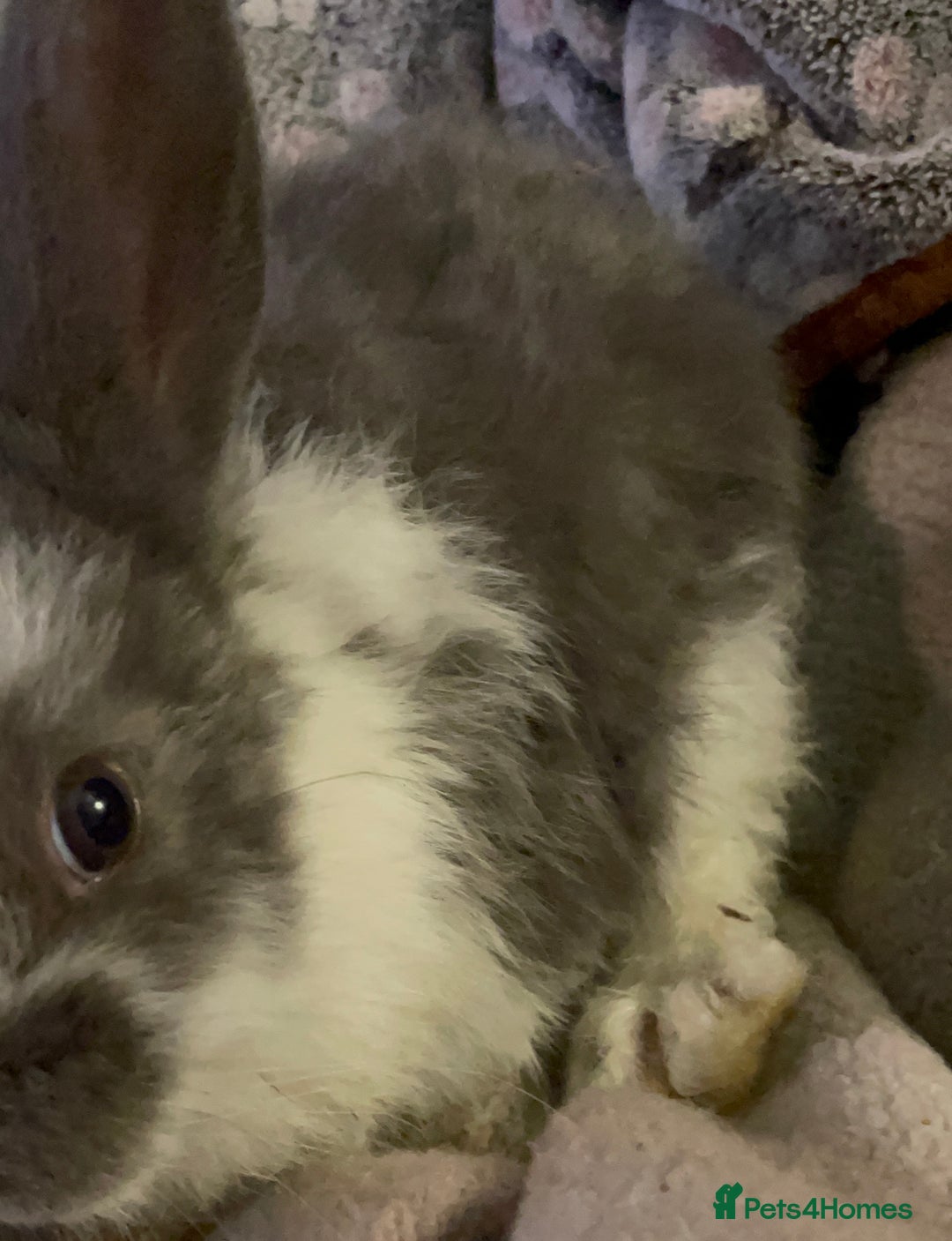 Lionhead rabbits for sale: bunnies - Advert 22