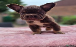 French Bulldog dogs for sale: Fluffy french bulldogs carrying Pink - Image 5