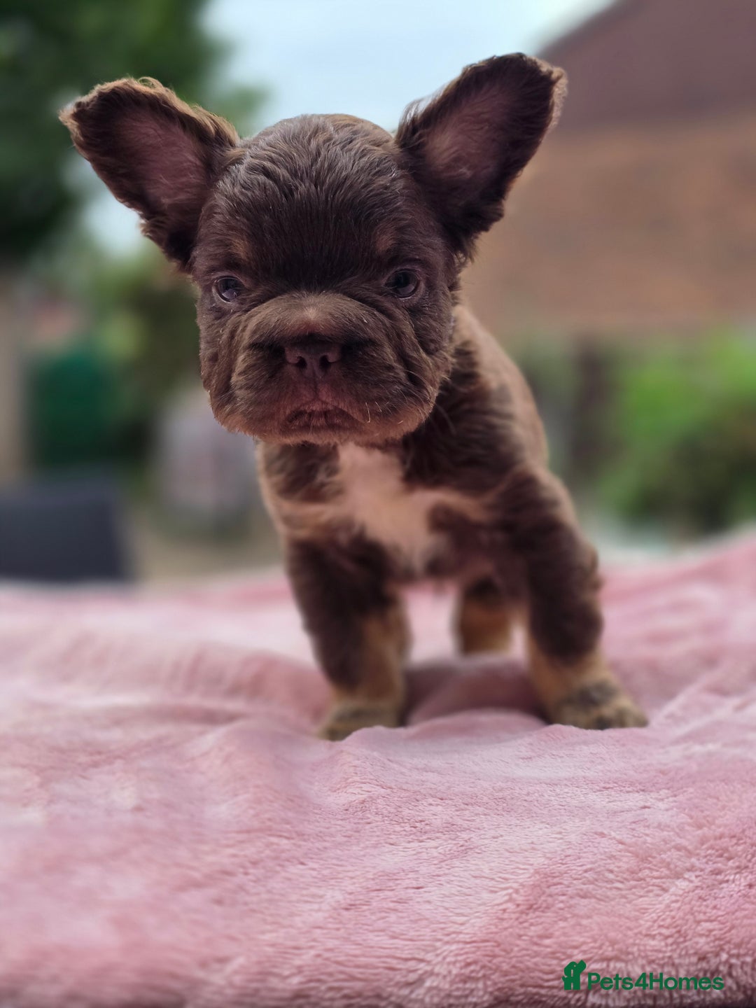 French Bulldog dogs for sale: Fluffy french bulldogs carrying Pink - Image 5