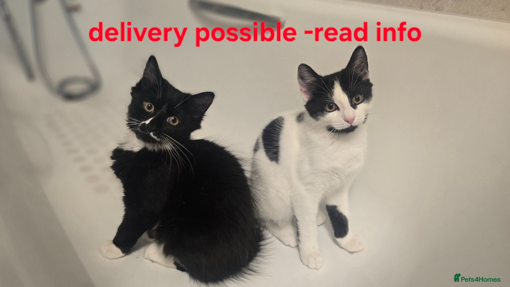 Turkish Angora cats Black pearl girl and charming boy waiting for you. - Advert 1