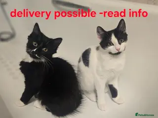 Turkish Angora cats Black pearl girl and charming boy waiting for you. - Advert 1