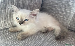 Ragdoll cats for sale: GCCF Seal Tabby Ragdoll Kittens Kent - Image 5