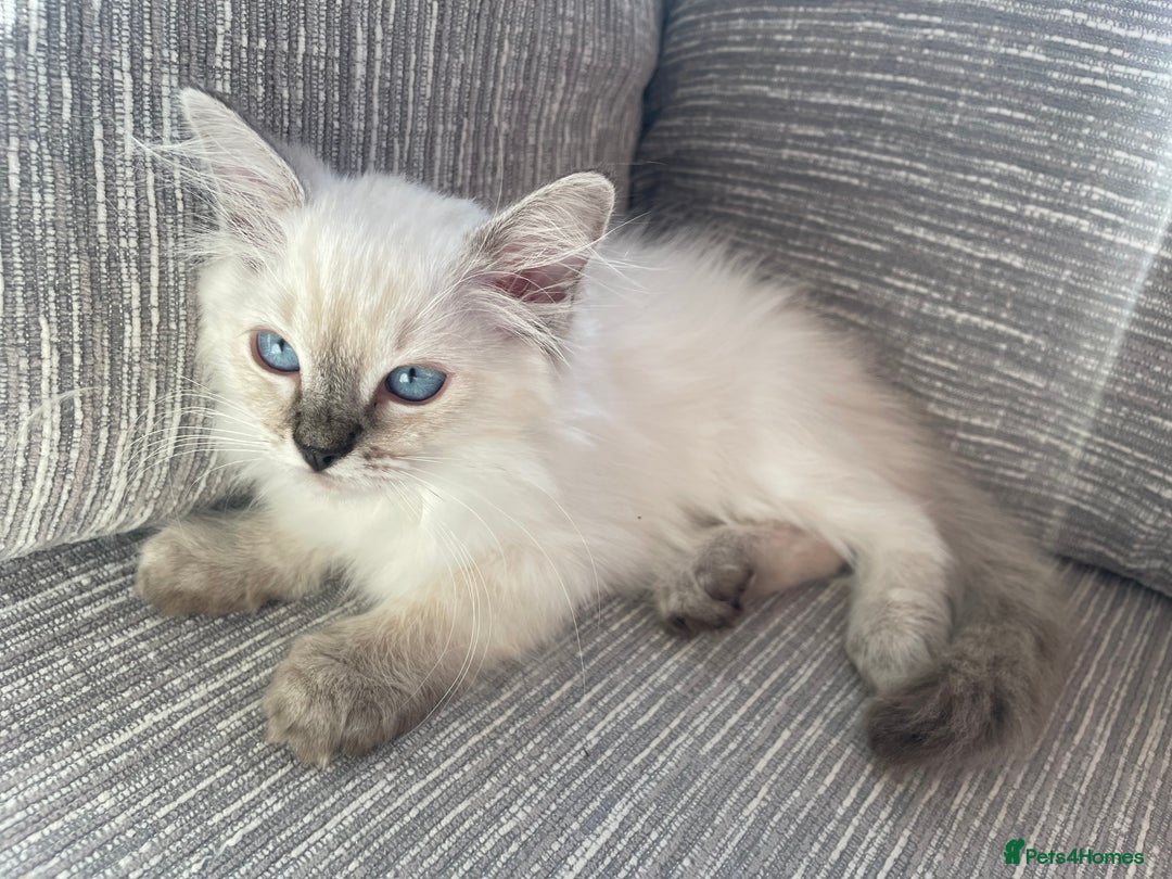Ragdoll cats for sale: GCCF Seal Tabby Ragdoll Kittens Kent - Image 5