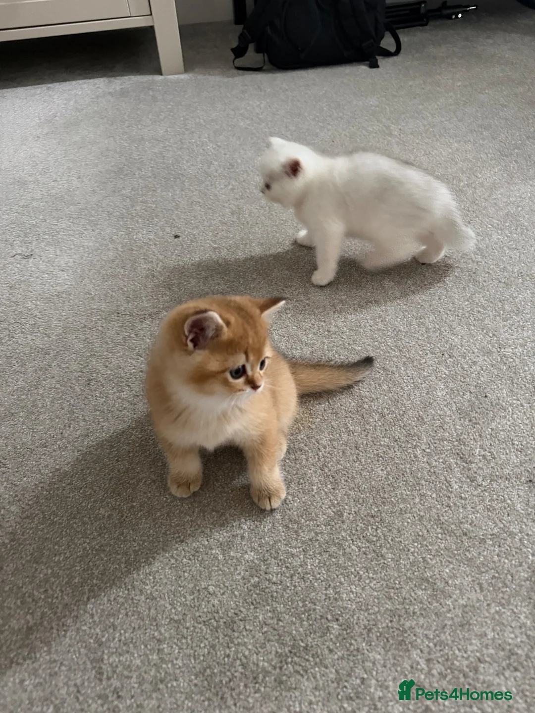 Brazilian Shorthair cats for sale: Adorable British Shorthair Kittens for Sale 🐱❤️ in London - Advert 2
